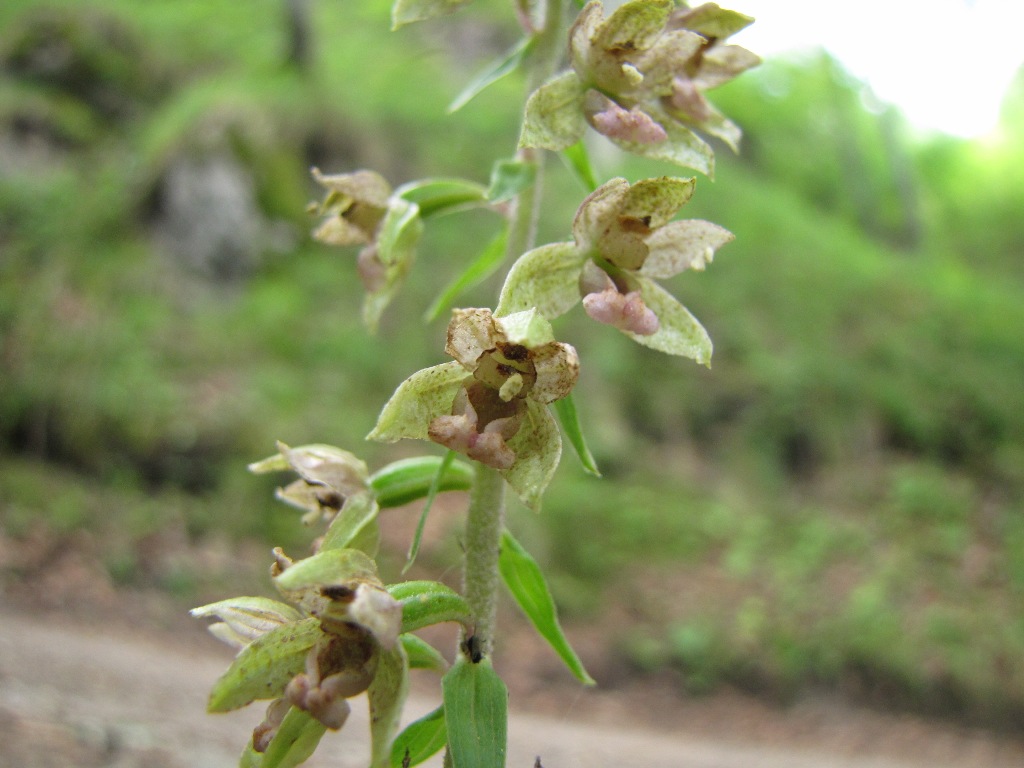 Epipactis 2: viridiflora?